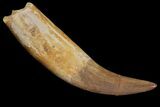 Fossil Plesiosaur (Zarafasaura) Tooth - Rooted #81557-1